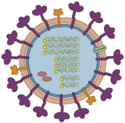 Prevenzione e controllo dell'influenza raccomandazioni per la stagione 2024-2024